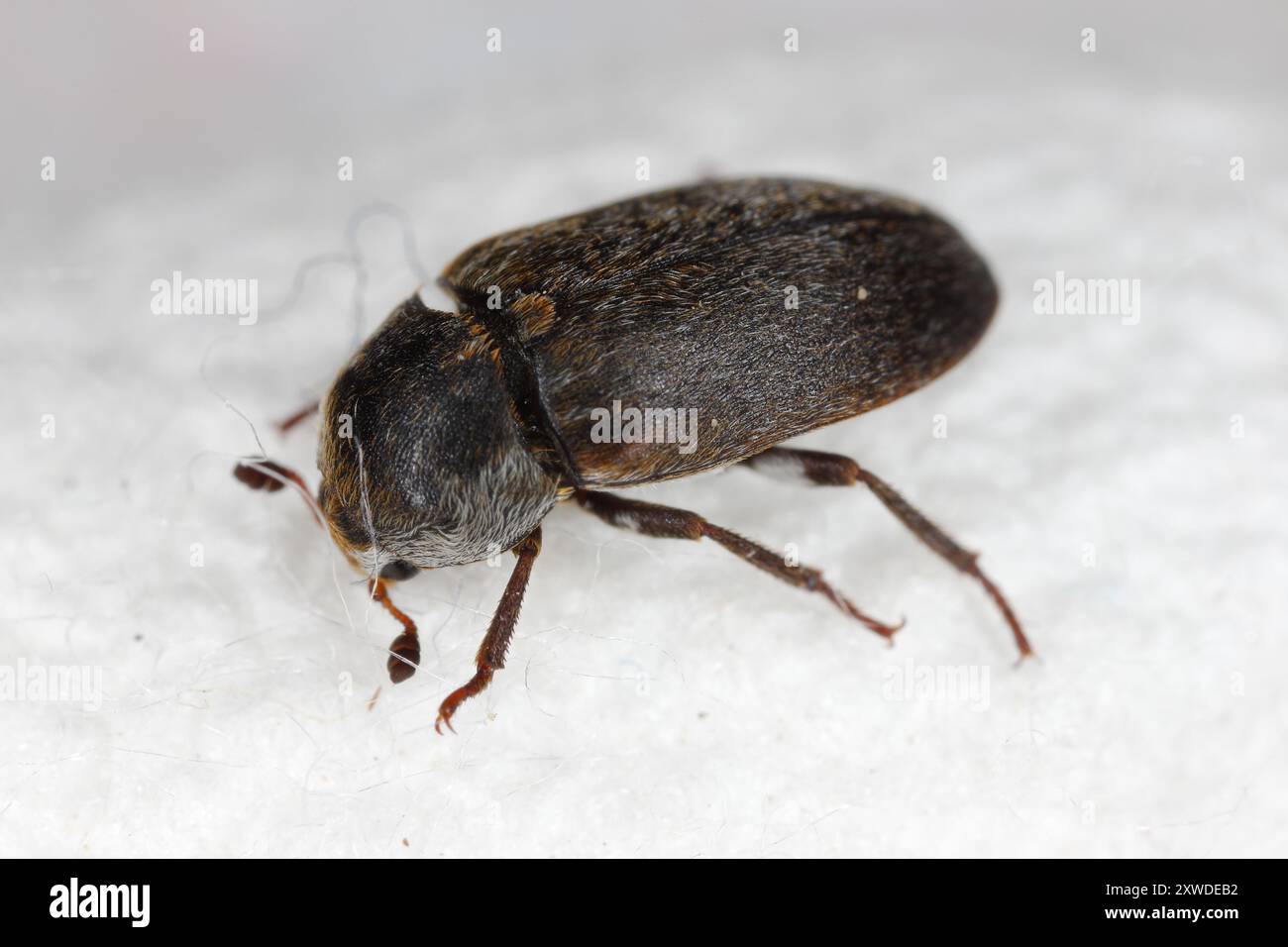 Leather beetle (Dermestes sibiricus). Skin beetle. A common pest in homes. View from side. Stock Photo