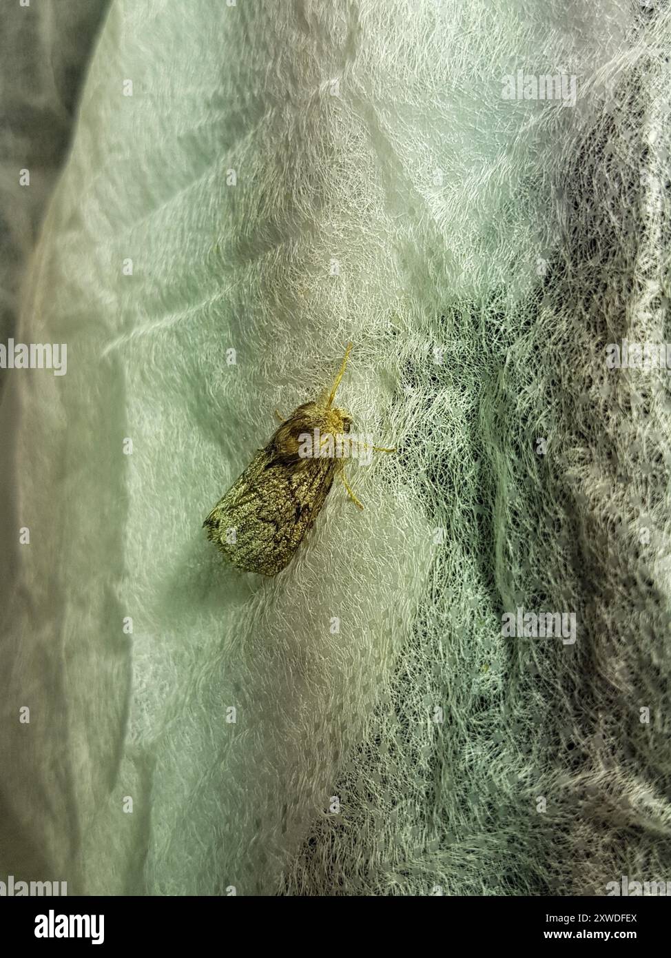 Pale Insect pale eggar (Trichiura crataegi) Insecta Stock Photo - Alamy