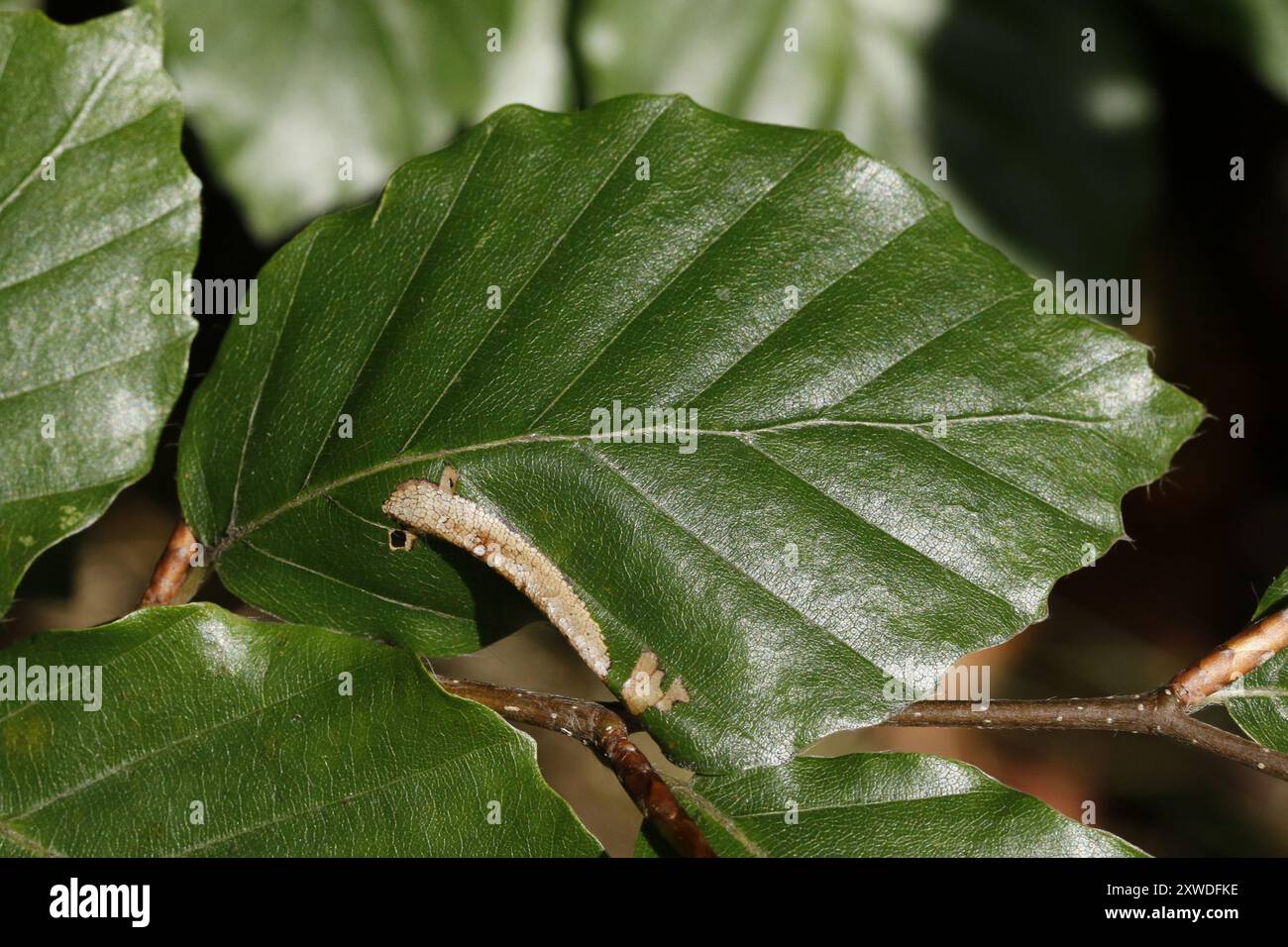 Beech Midget (Phyllonorycter maestingella) Insecta Stock Photo - Alamy