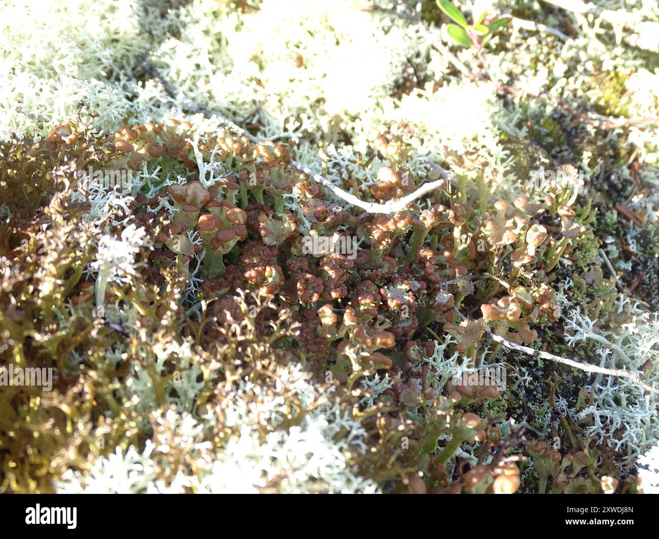 pixie cup and reindeer lichens (Cladonia) Fungi Stock Photo Alamy