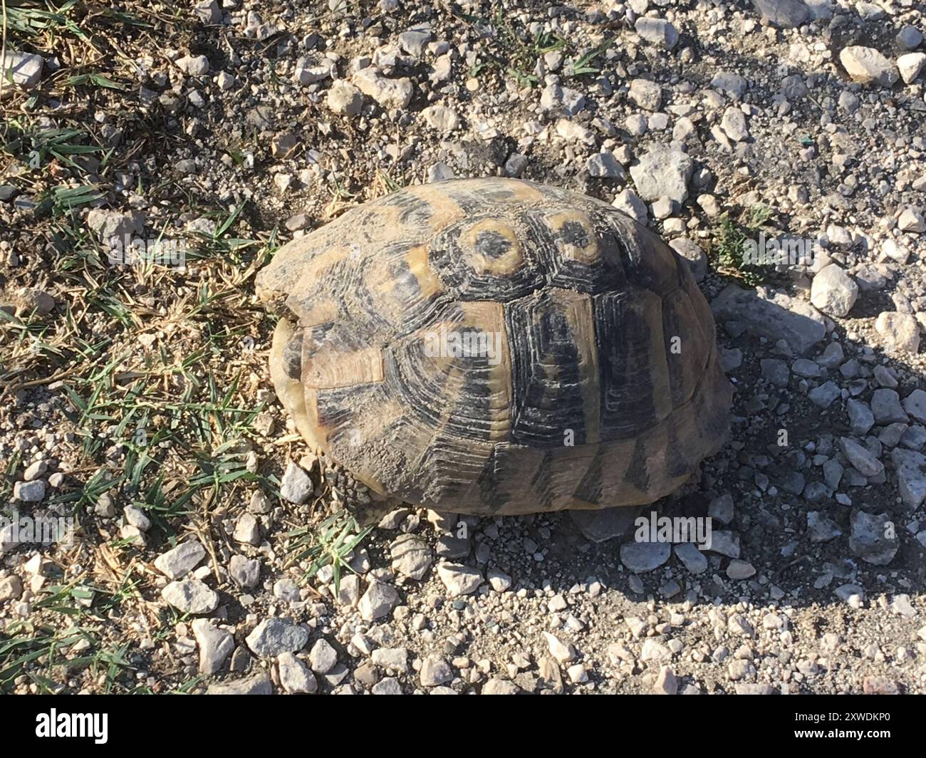 Hermann's Tortoise (Testudo hermanni) Reptilia Stock Photo - Alamy