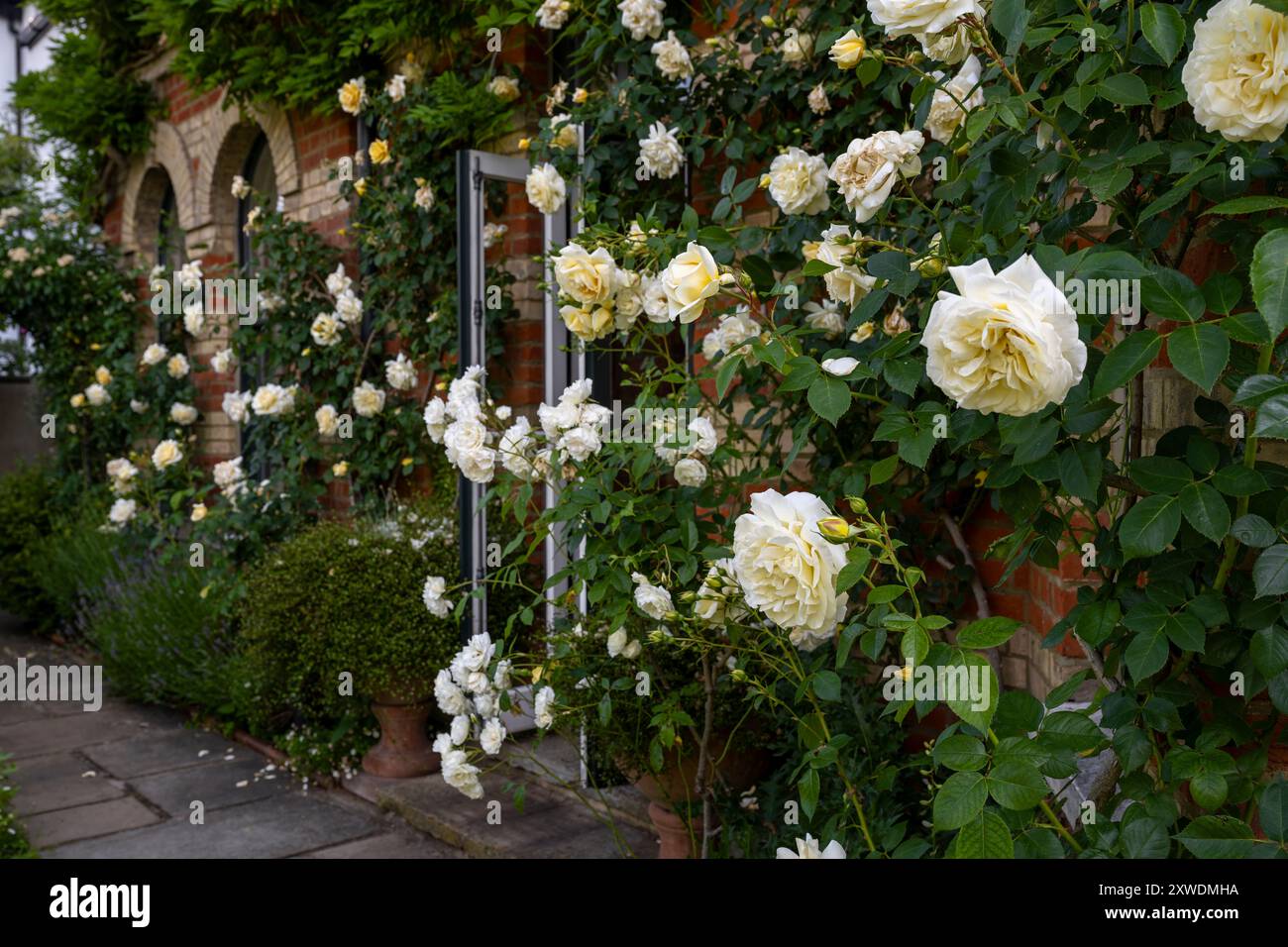 Climbing roses and French windows at garden entrance to Wimbledon home ...
