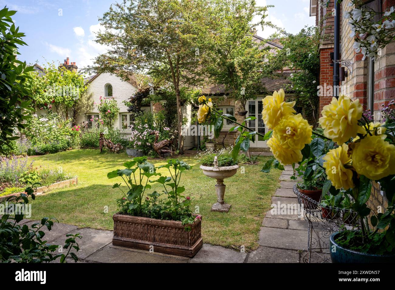 Yellow roses and planter in secluded garden of Wimbledon home, south ...