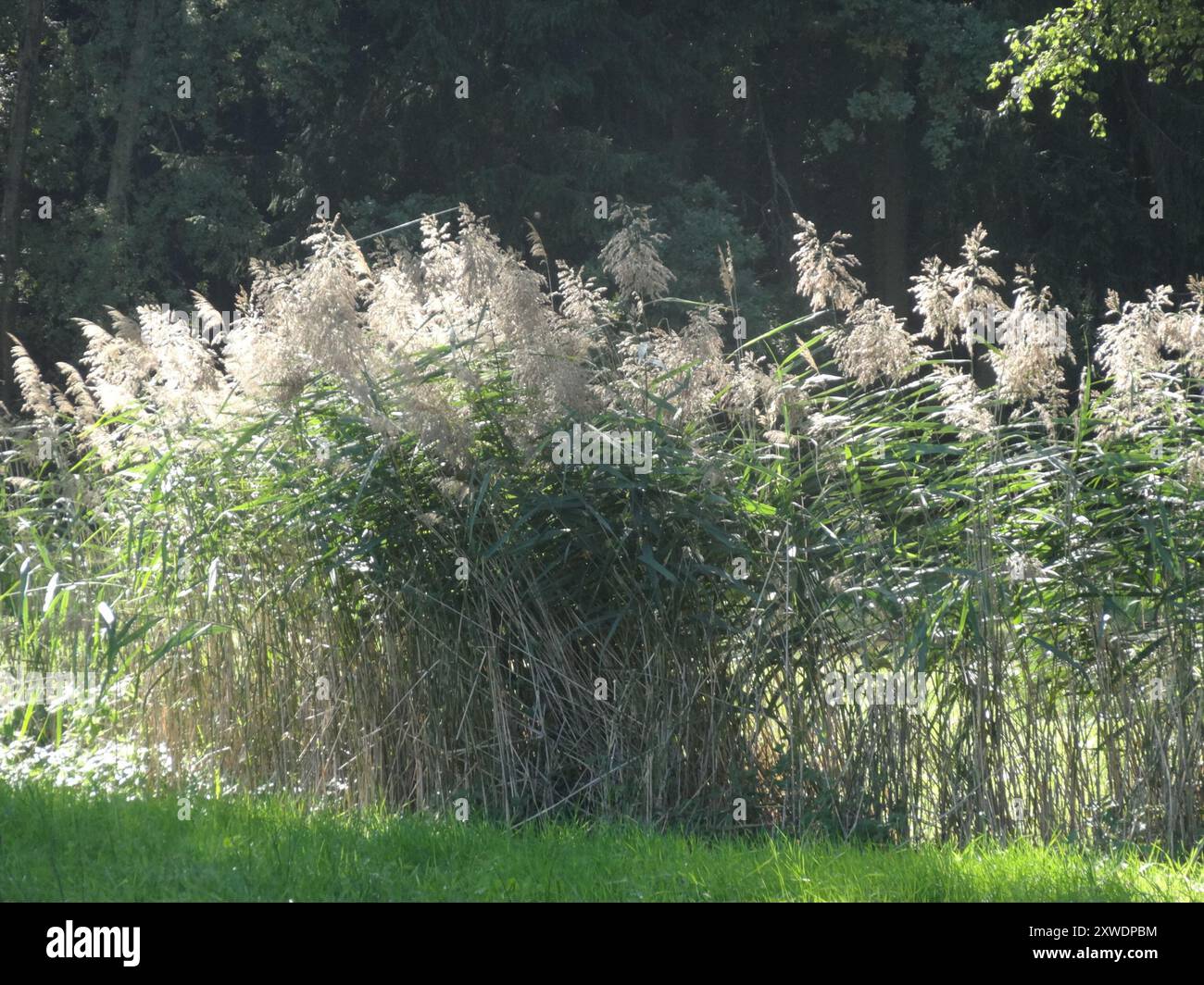 European reed (Phragmites australis australis) Plantae Stock Photo - Alamy