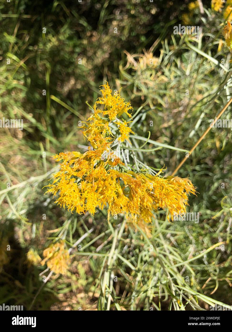 Rubber Rabbitbrush (Ericameria nauseosa) Plantae Stock Photo - Alamy