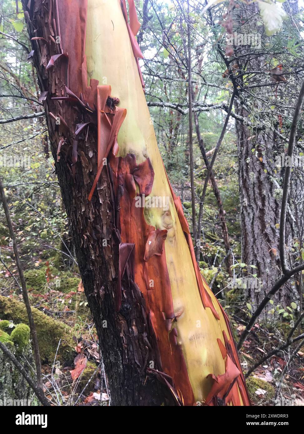 Pacific madrone (Arbutus menziesii) Plantae Stock Photo Alamy