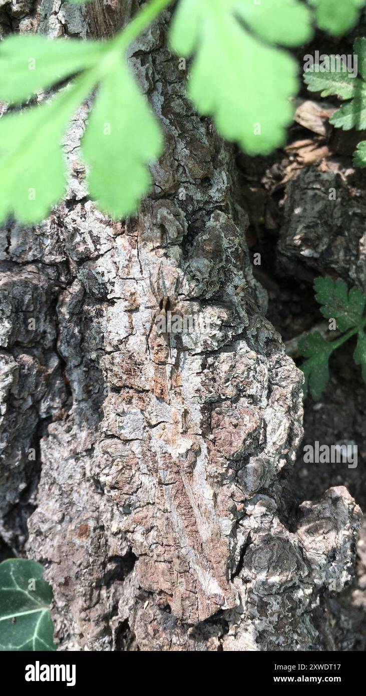 Common Forest Wolf Spider Complex (Pardosa lugubris) Arachnida Stock