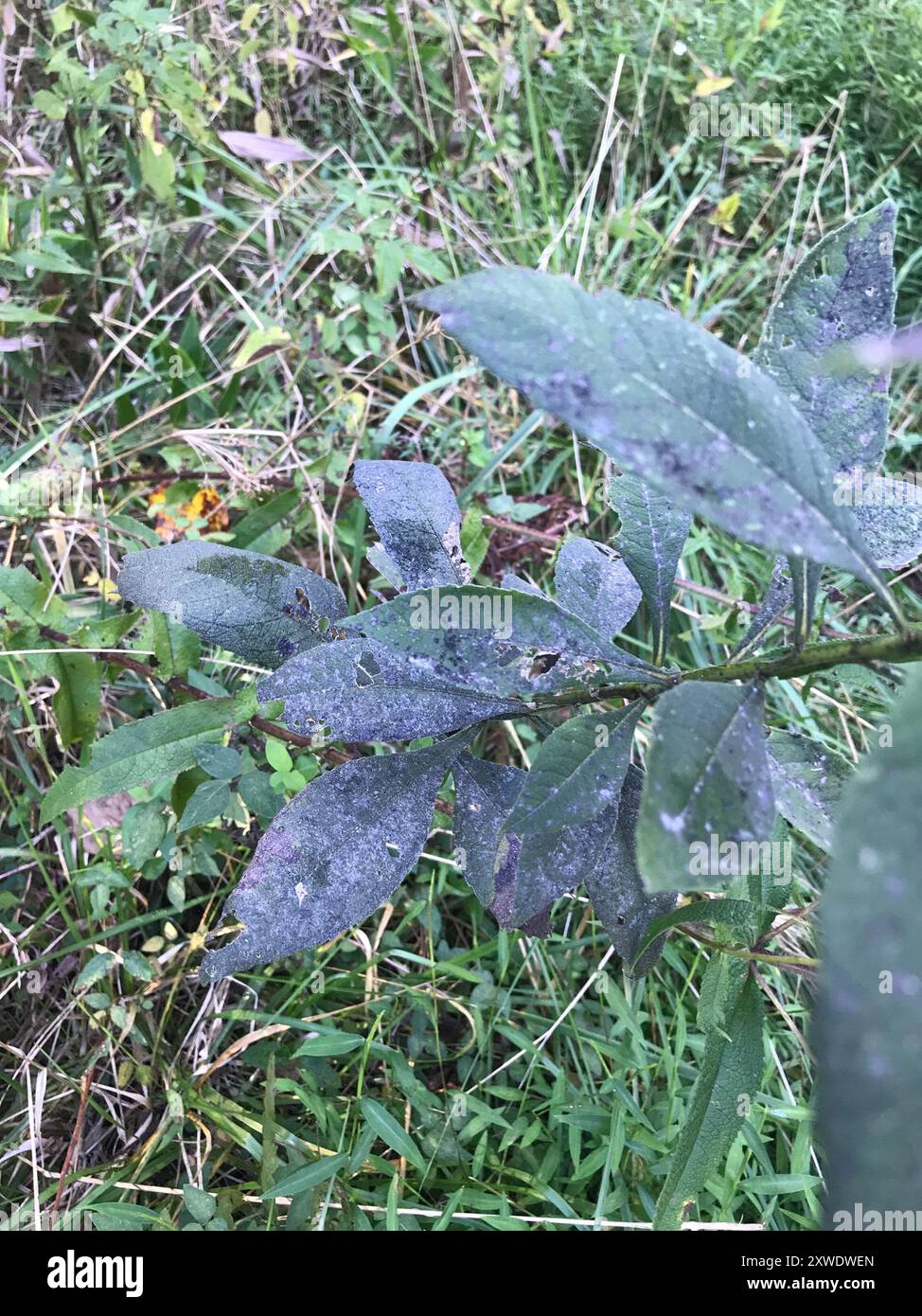 Wingstem Dead Wingstem (Verbesina alternifolia) Plantae Stock Photo - Alamy