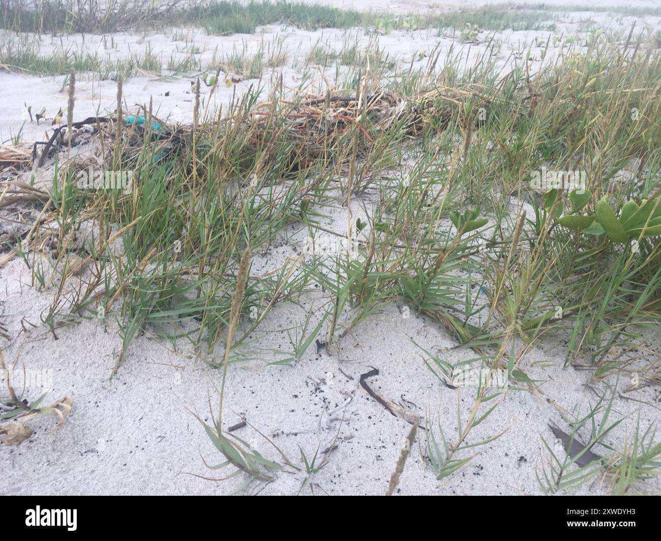 Saltgrass (Distichlis spicata) Plantae Stock Photo