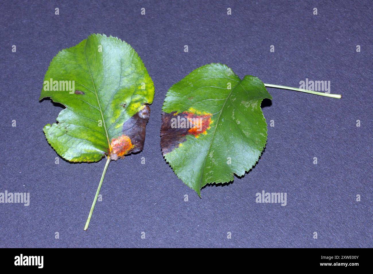 Pear Rust (Gymnosporangium sabinae) Fungi Stock Photo - Alamy