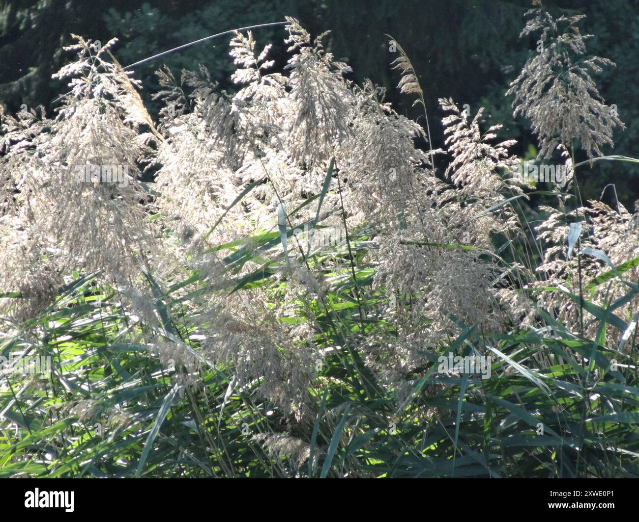 European reed (Phragmites australis australis) Plantae Stock Photo - Alamy