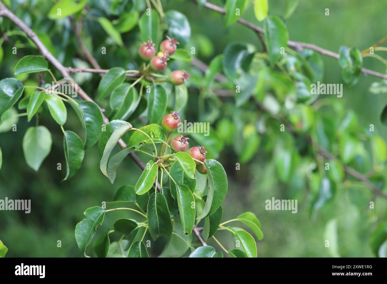 Pear organic tree field hi-res stock photography and images - Alamy