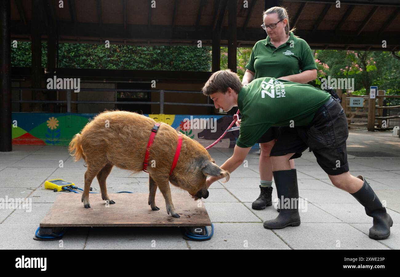 Pig on scales hi-res stock photography and images - Alamy