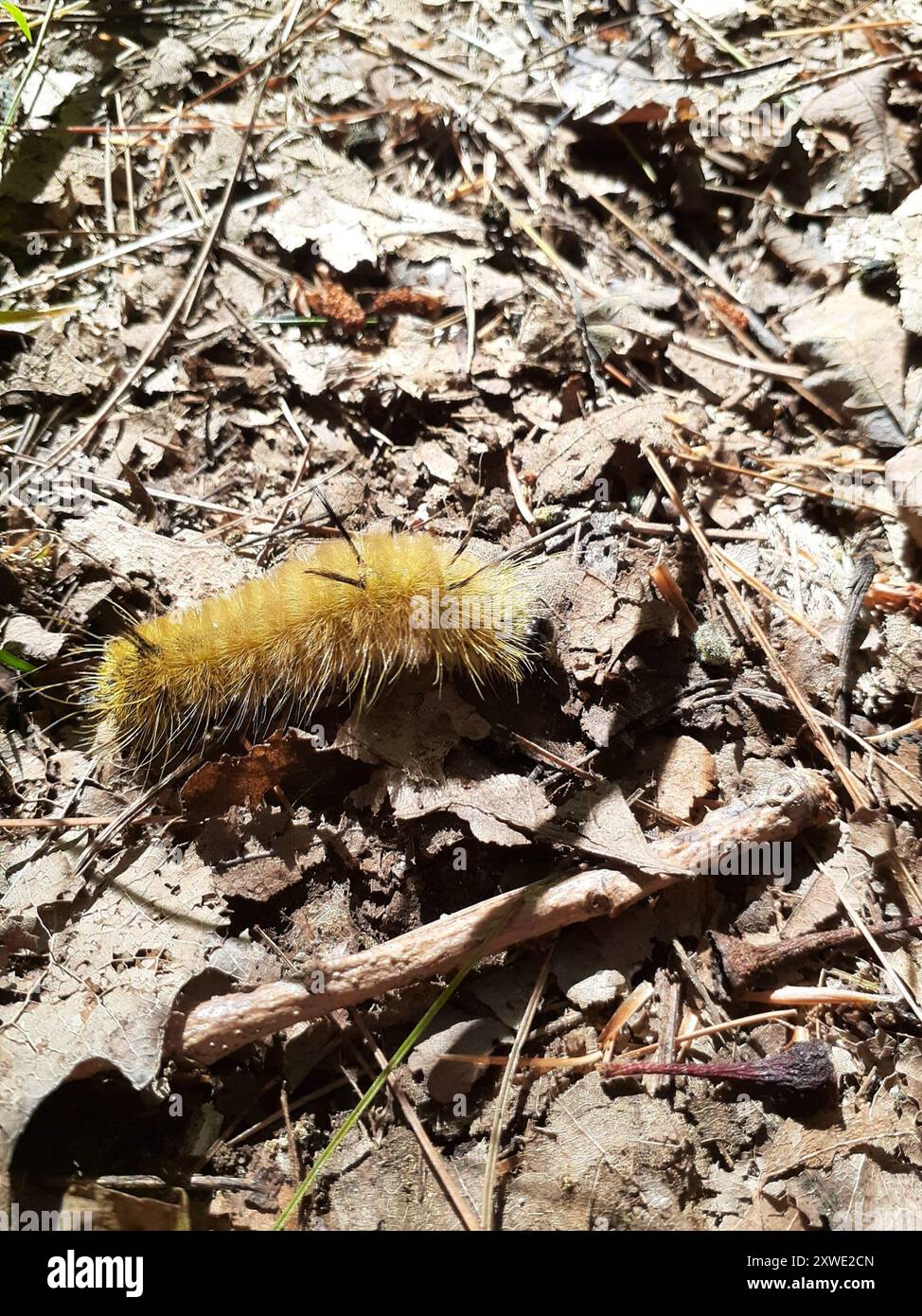 American Dagger (Acronicta americana) Insecta Stock Photo - Alamy