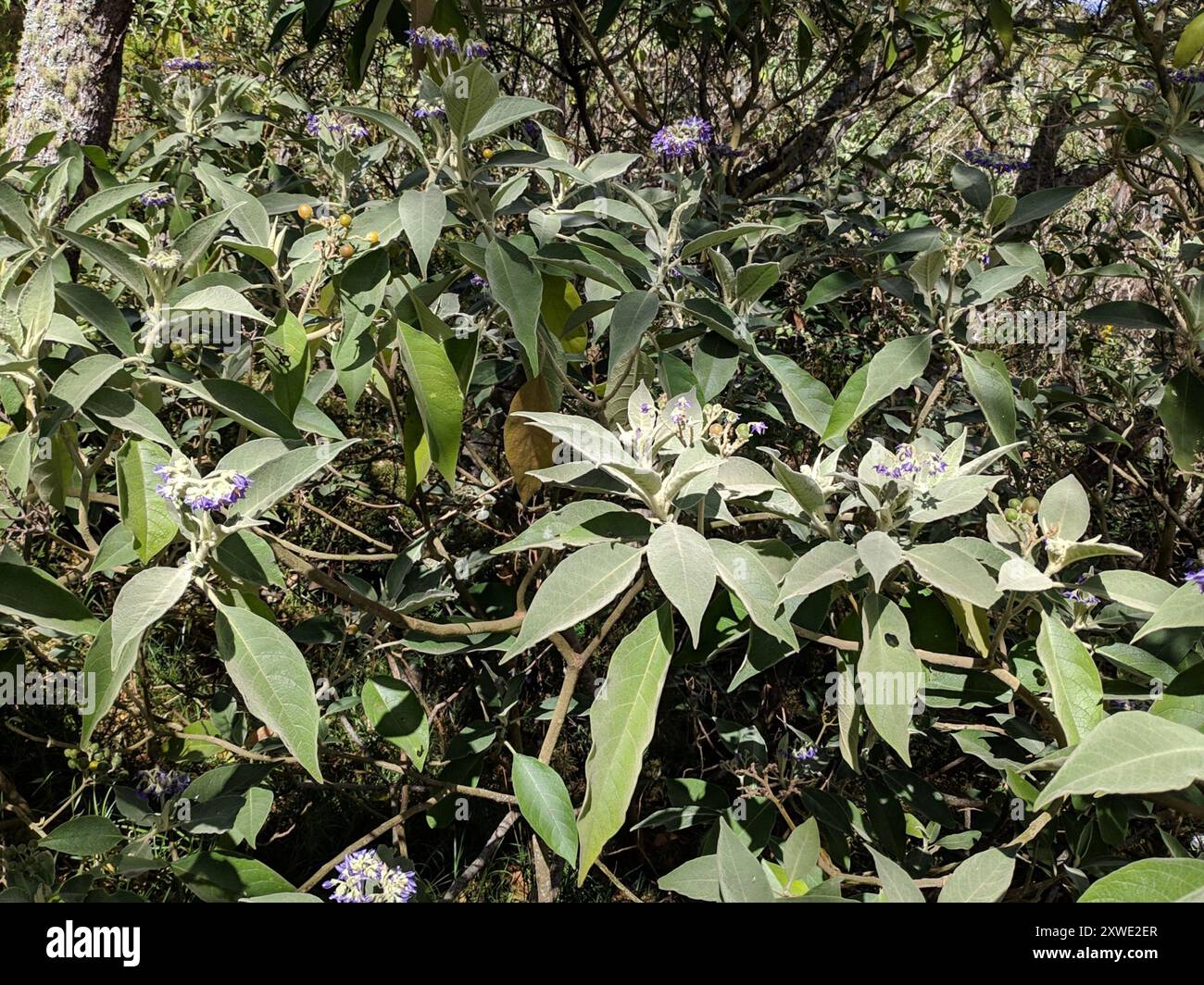 bugweed (Solanum mauritianum) Plantae Stock Photo - Alamy