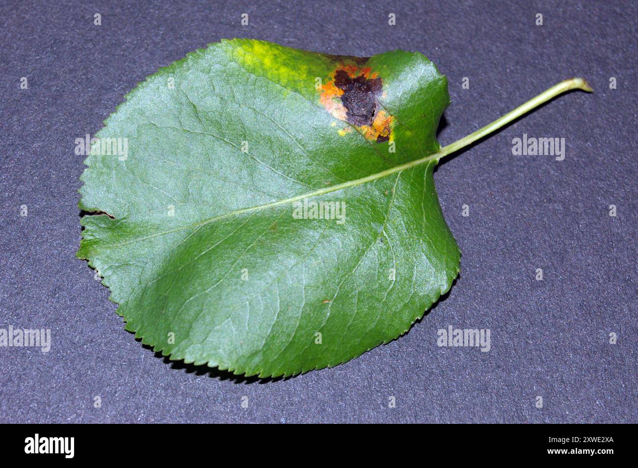 Pear Rust (Gymnosporangium sabinae) Fungi Stock Photo - Alamy
