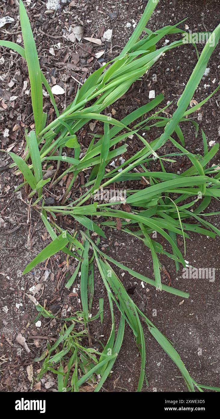 Ehrharta erecta hi-res stock photography and images - Alamy