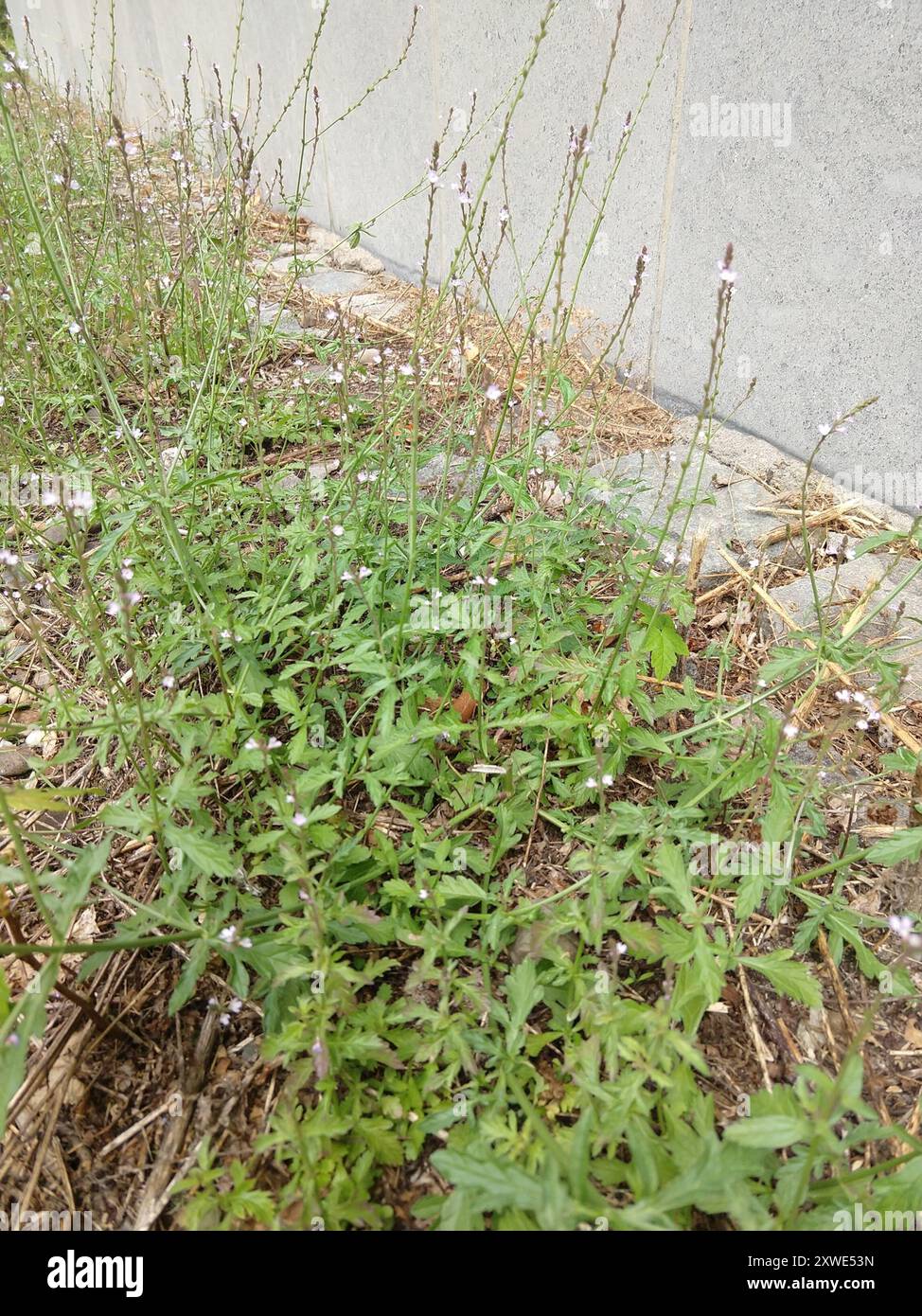 Common vervain (Verbena officinalis) Plantae Stock Photo - Alamy