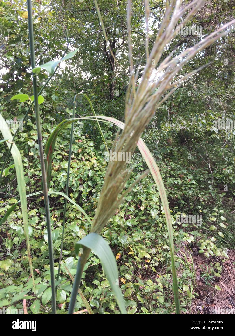 bent-awn plumegrass (Erianthus contortus) Plantae Stock Photo - Alamy