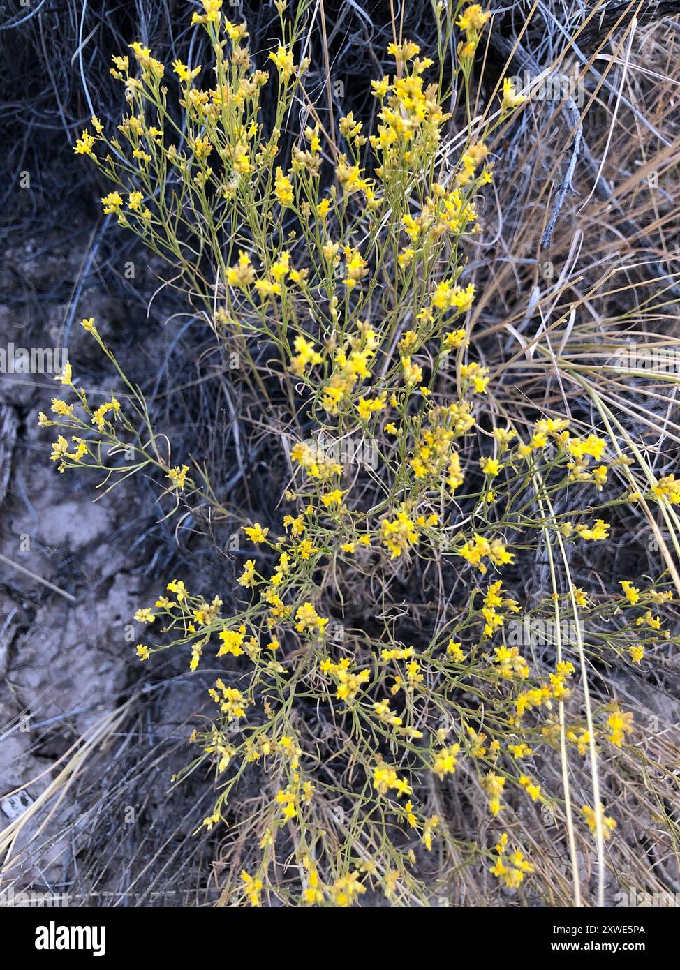 Rubber Rabbitbrush (Ericameria nauseosa) Plantae Stock Photo - Alamy