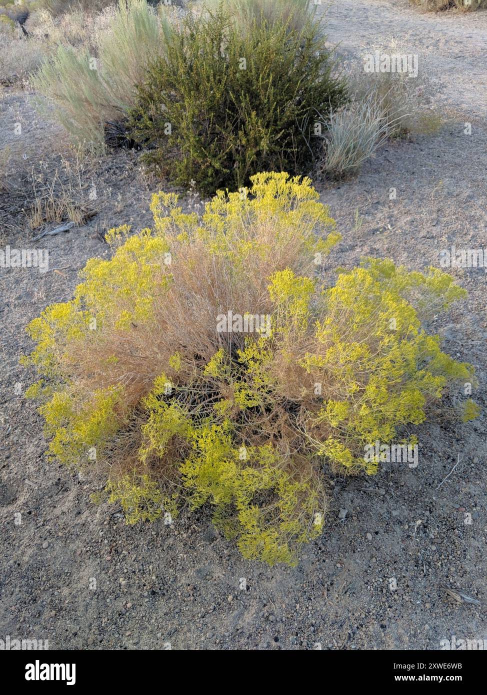 Rubber Rabbitbrush (Ericameria nauseosa) Plantae Stock Photo - Alamy