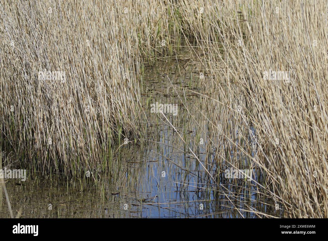 European reed (Phragmites australis australis) Plantae Stock Photo - Alamy