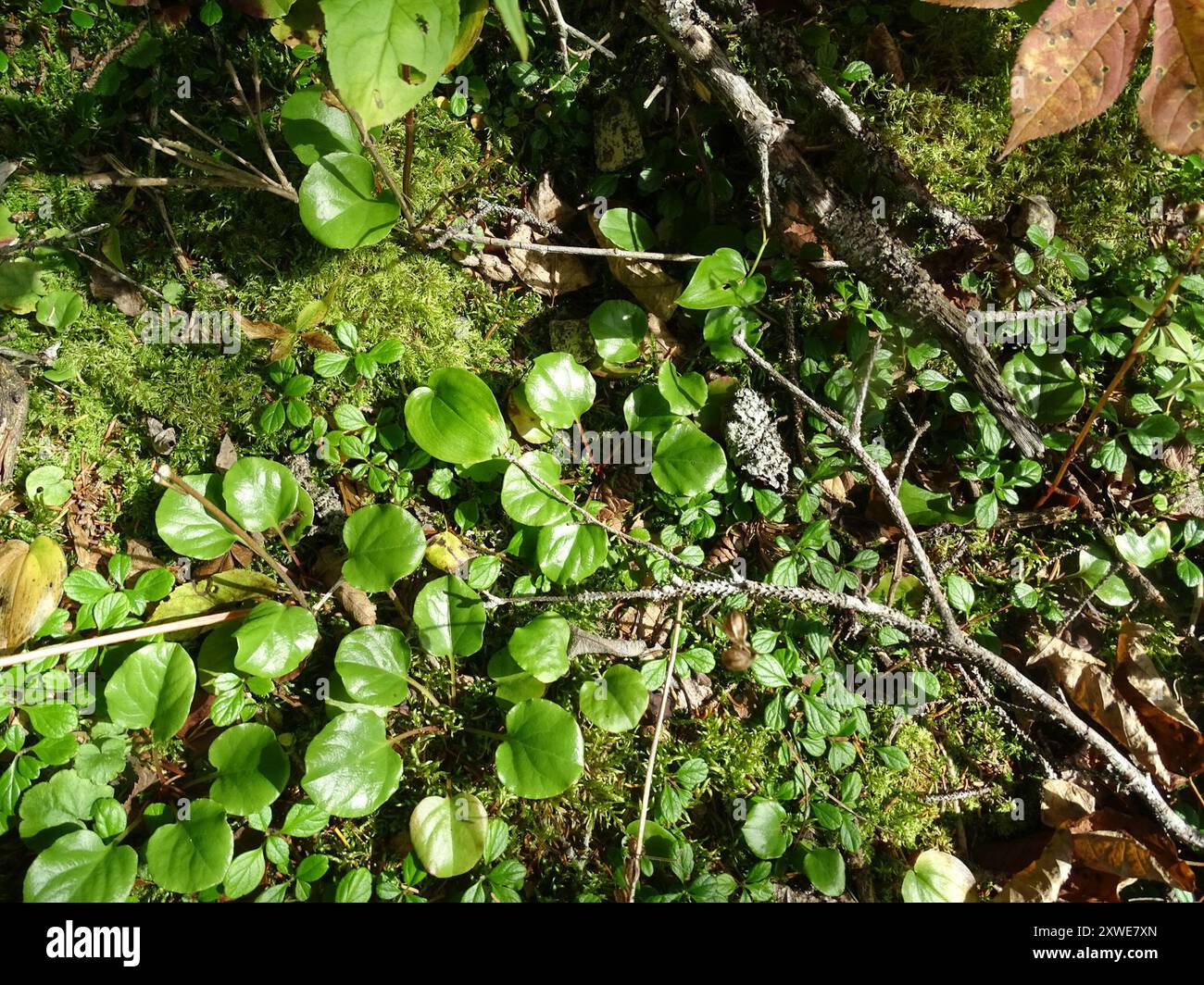 bog wintergreen (Pyrola asarifolia) Plantae Stock Photo - Alamy