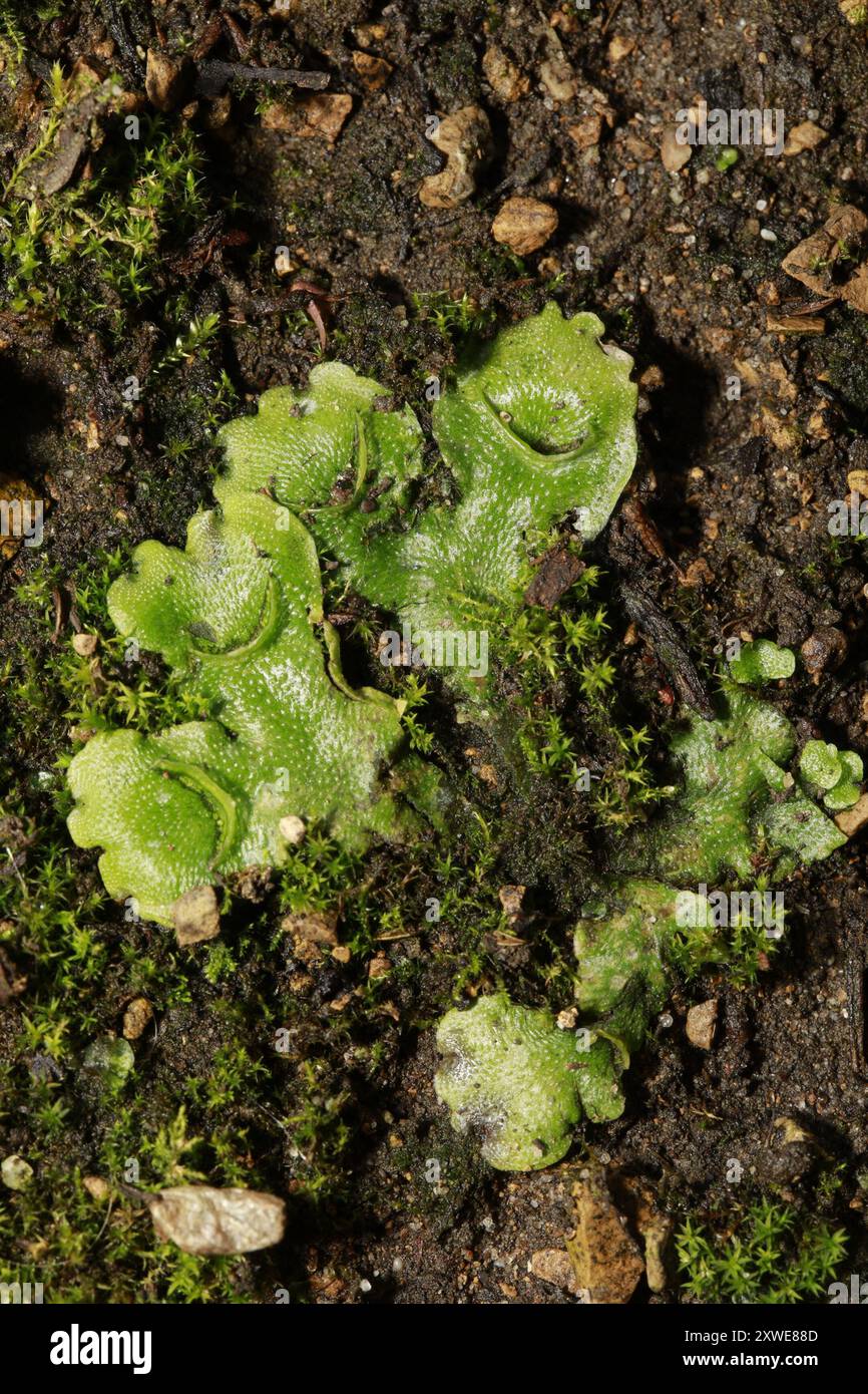 Crescent cup Liverwort Lunularia Cruciata Plantae Stock Photo Alamy crescent-cup-liverwort-lunularia-cruciata-plantae-stock-photo-alamy