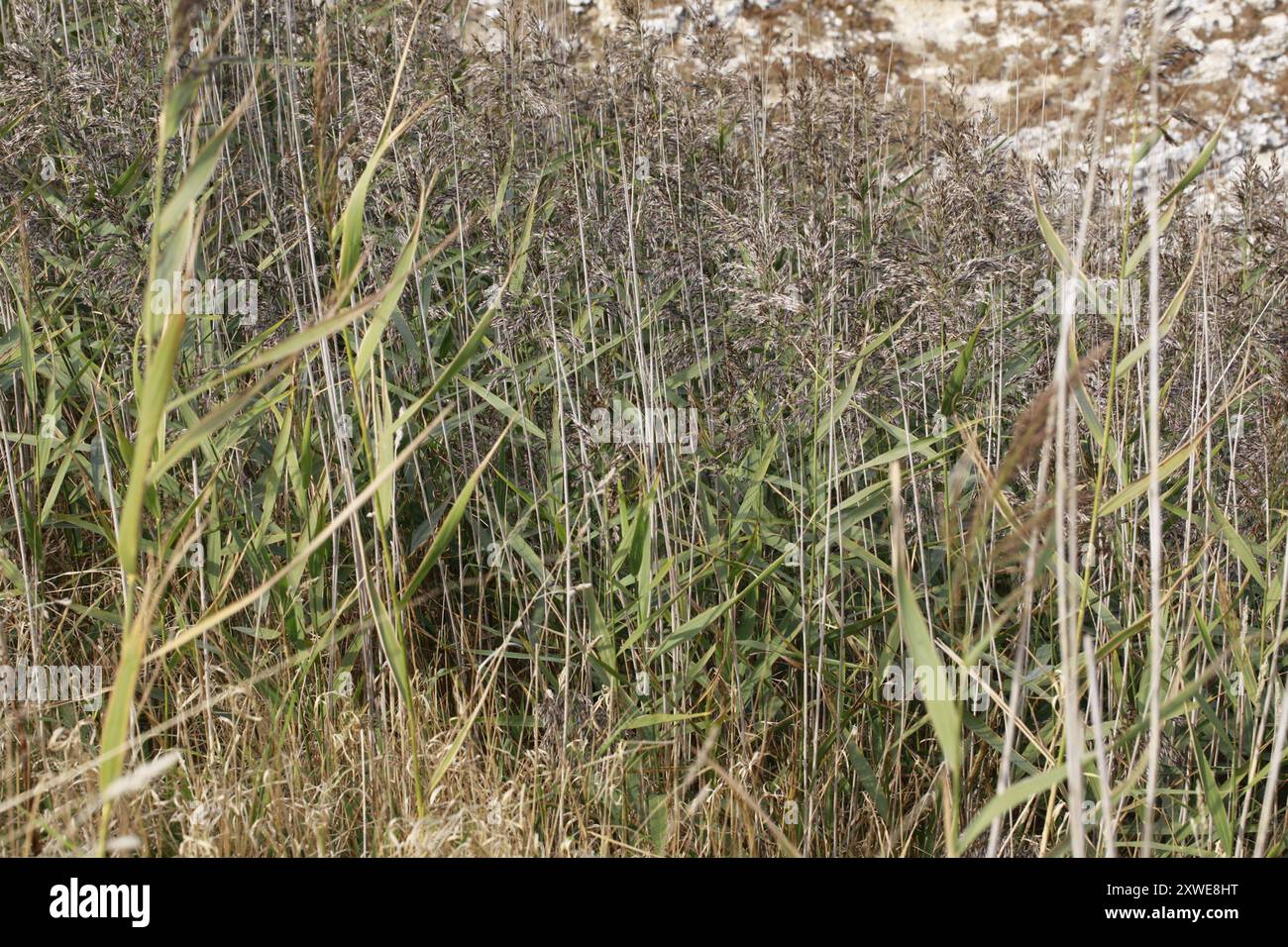 European reed (Phragmites australis australis) Plantae Stock Photo - Alamy