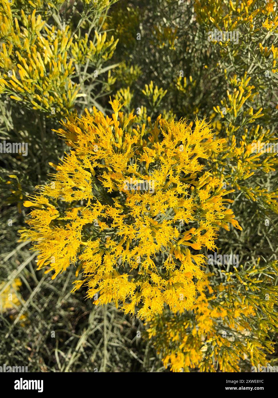 Rubber Rabbitbrush (Ericameria nauseosa) Plantae Stock Photo - Alamy