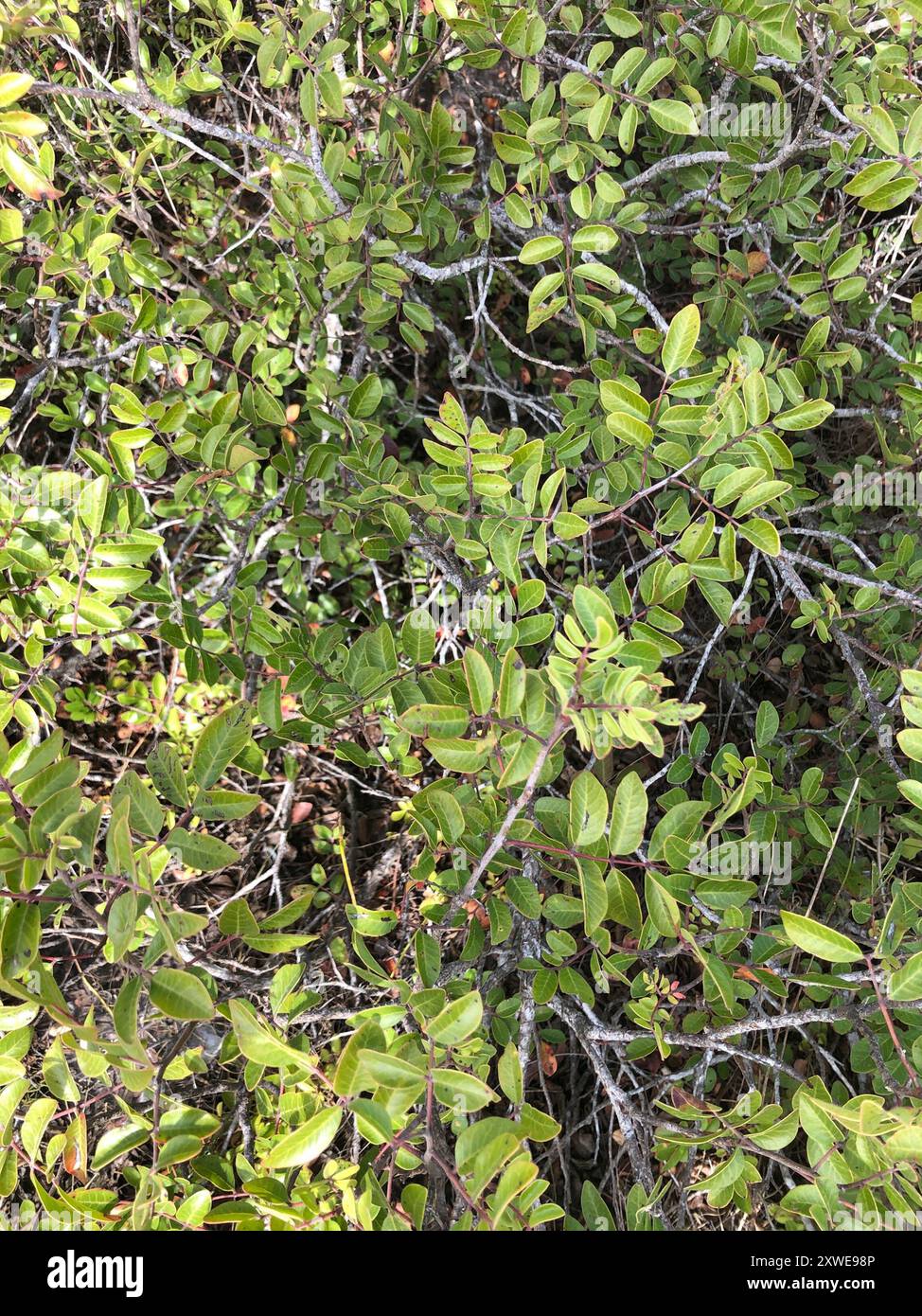 evergreen sumac (Rhus virens) Plantae Stock Photo - Alamy