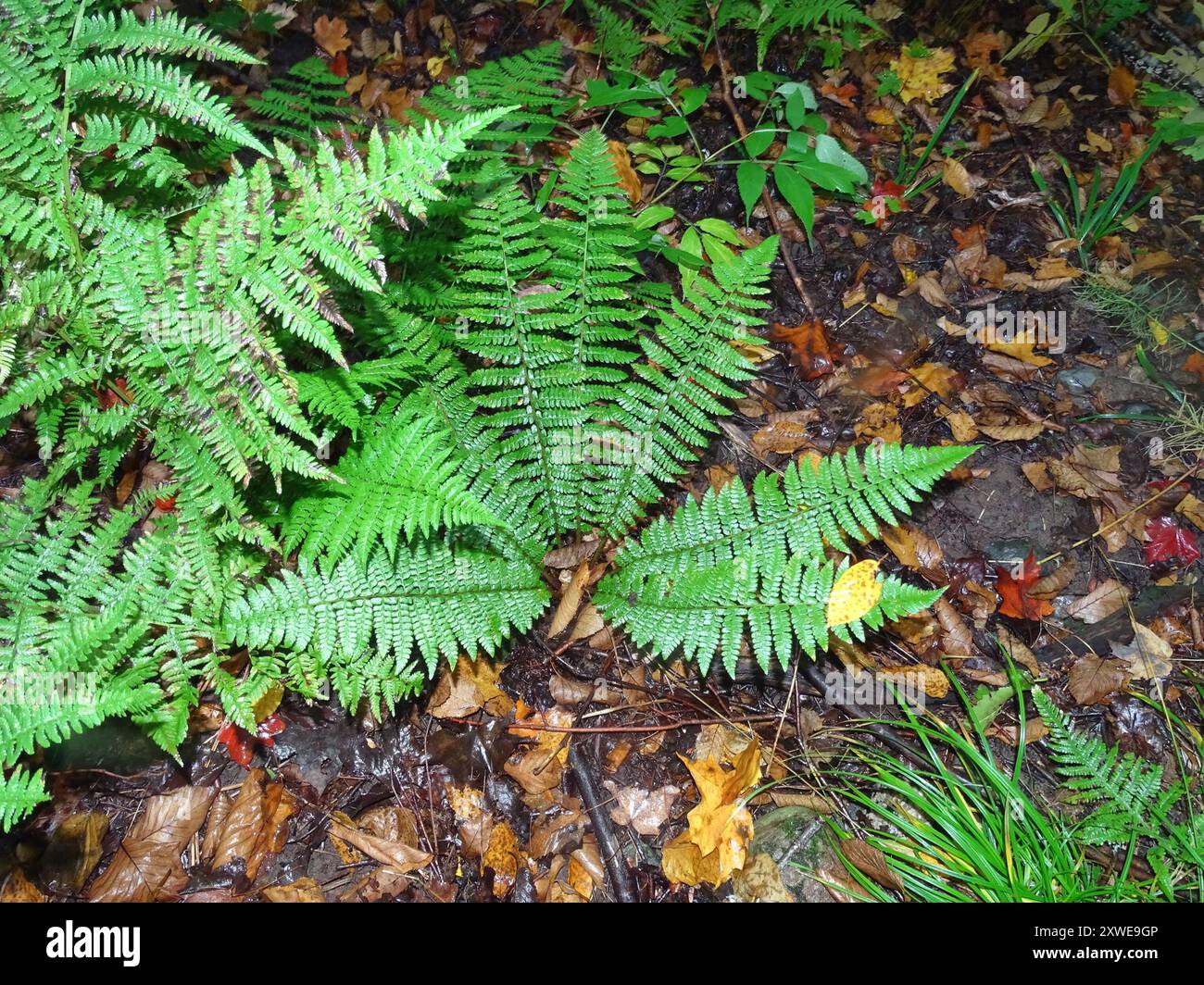 Braun's holly fern (Polystichum braunii) Plantae Stock Photo - Alamy