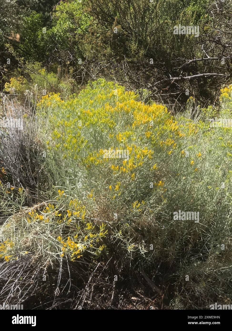 Rubber Rabbitbrush (Ericameria nauseosa) Plantae Stock Photo - Alamy