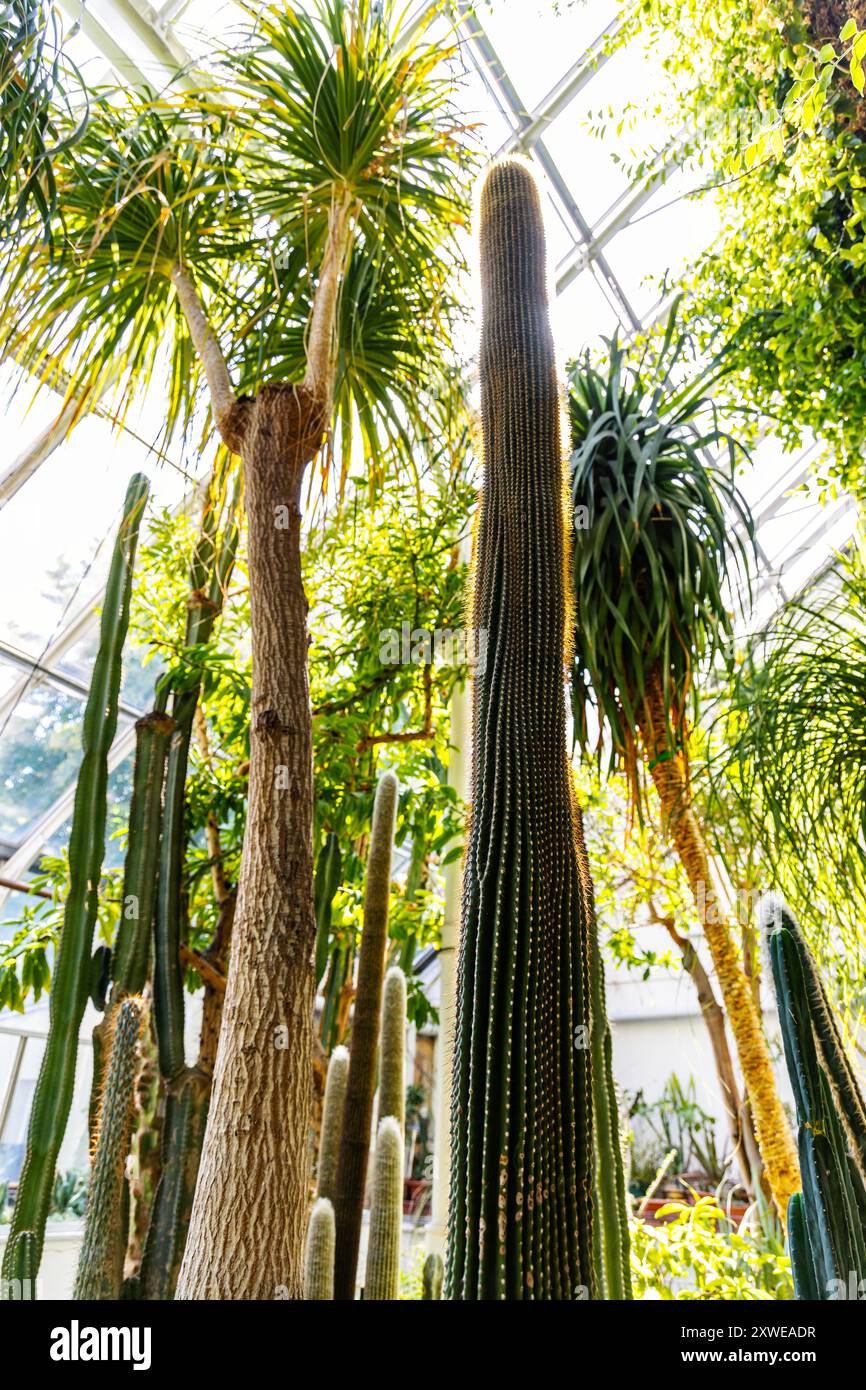 Interior Of The Cactus Glasshouse At Warsaw University Botanical 