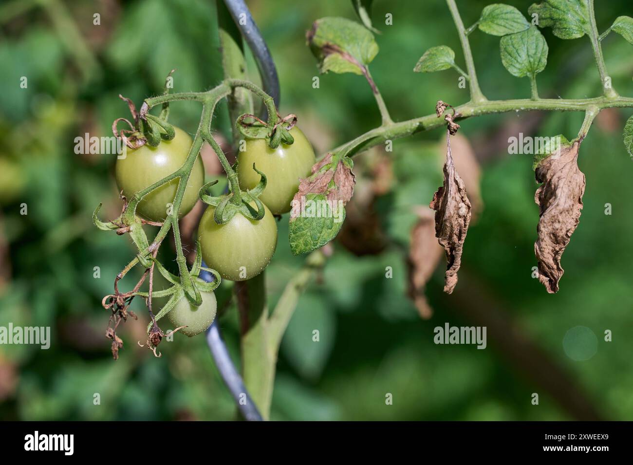 Garten Tomaten Braunfaeule Tomatenpflanze mit Braunfaeule. 17.8.2024