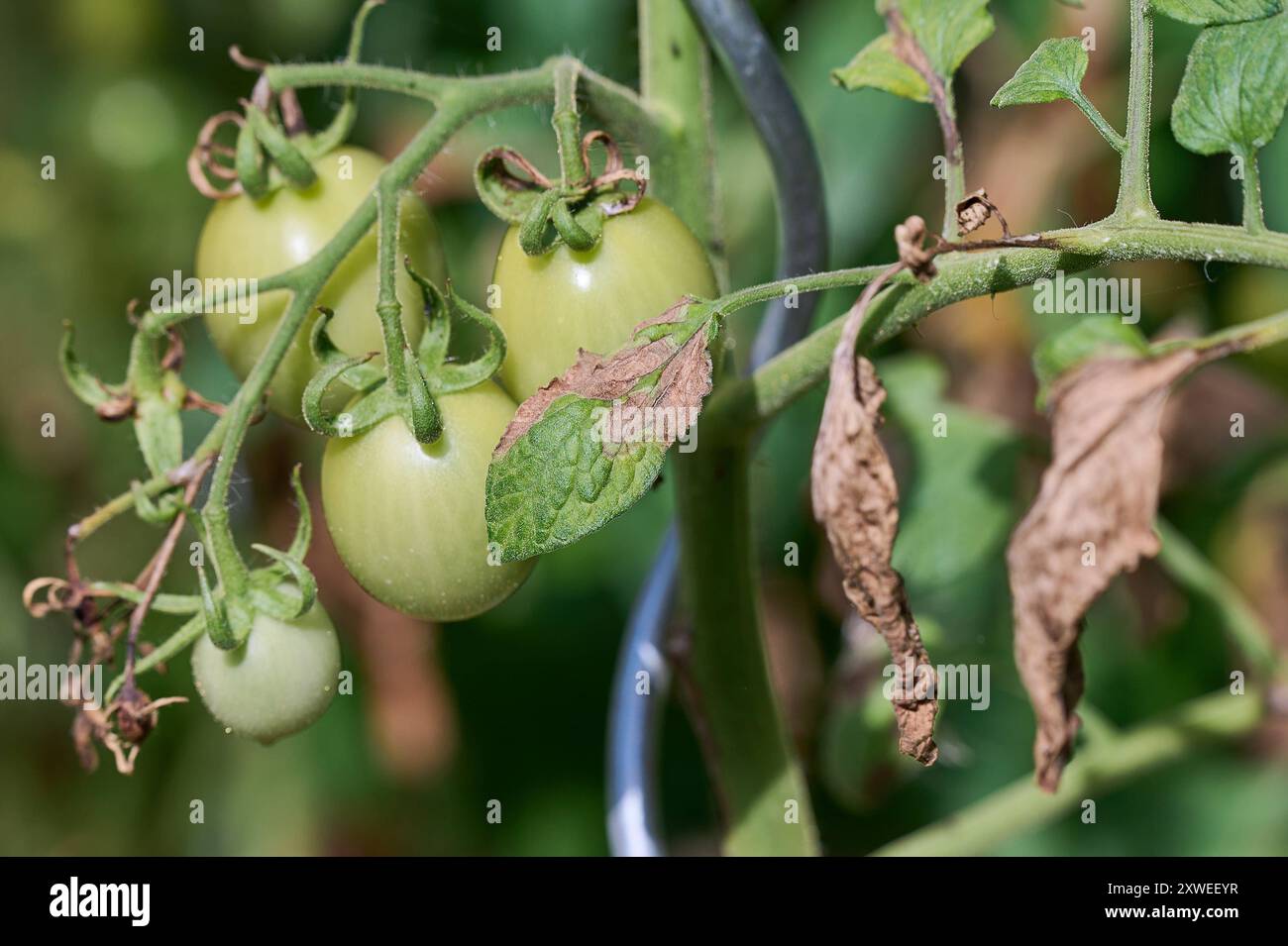Garten Tomaten Braunfaeule Tomatenpflanze mit Braunfaeule. 17.8.2024