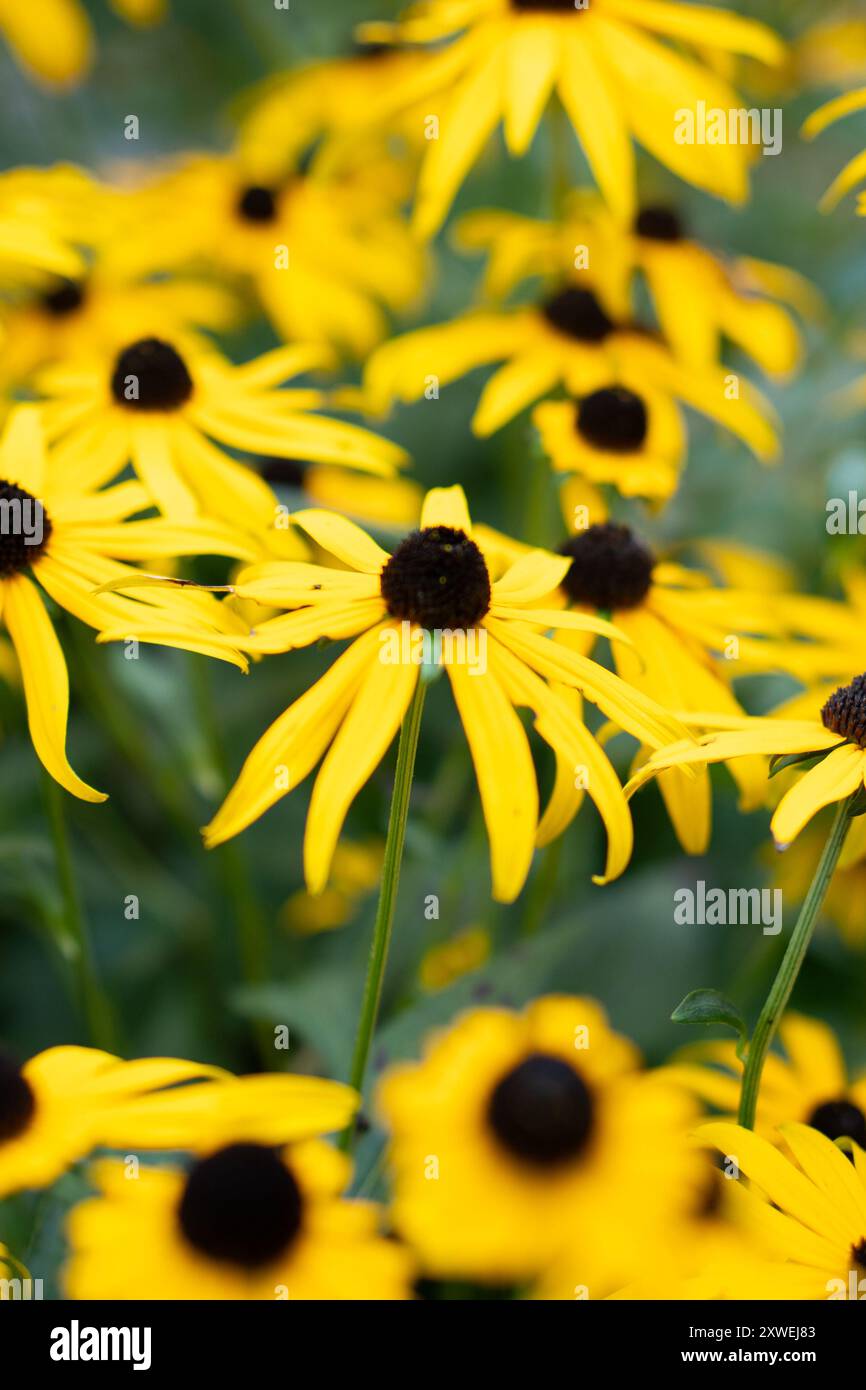 Upstate Daisy Stock Photo