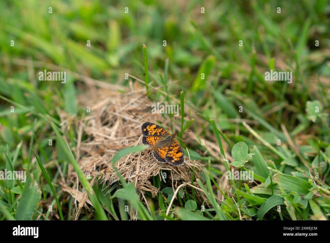 Orange and black moth hi-res stock photography and images - Alamy