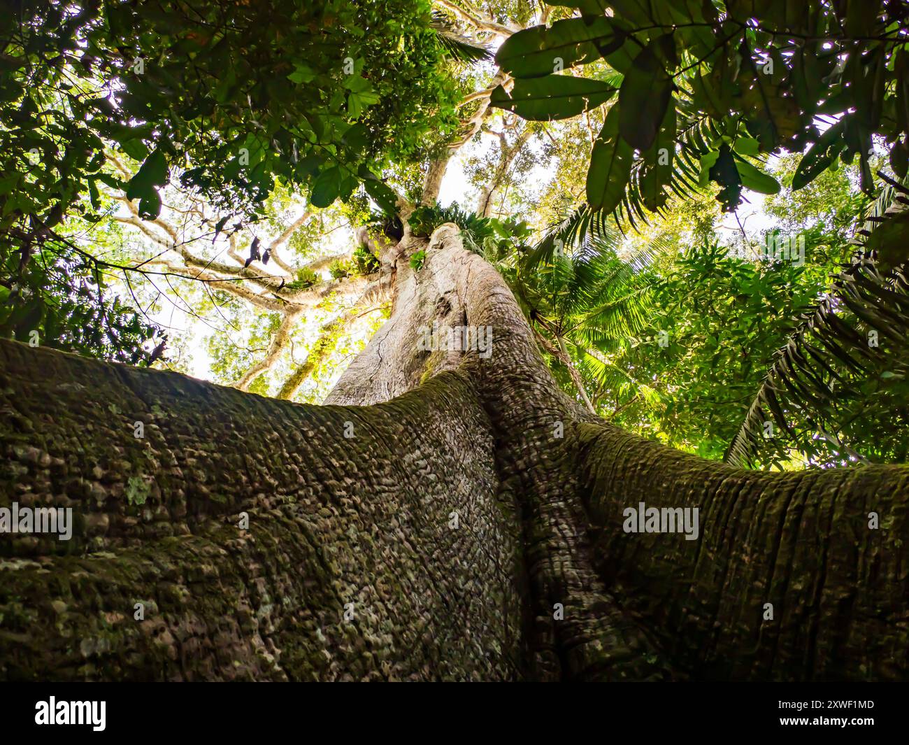 Big ceiba, kapok tree on the bank of the Javari River. Ceiba pentandra ...