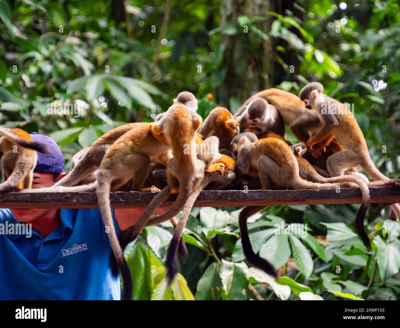 Amazonas, Colombia - Dec 10, 2022: Feeding monkeys on the Island of ...