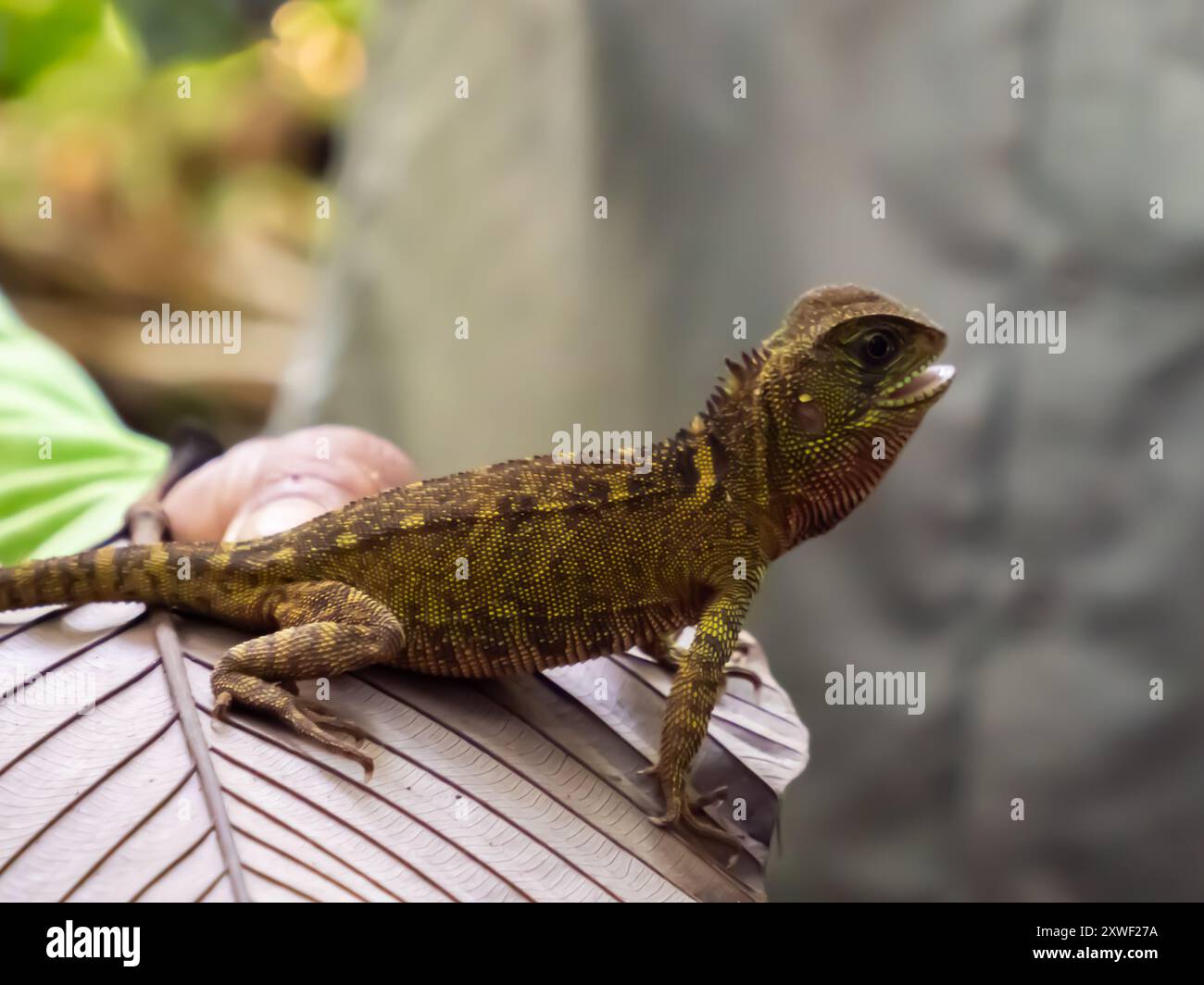 Amazon forest dragon hi-res stock photography and images - Alamy
