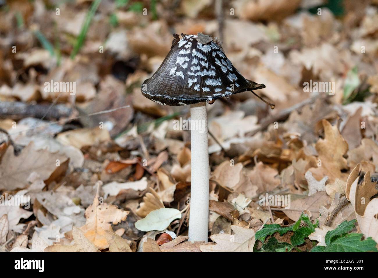 Coprinopsis species hi-res stock photography and images - Alamy