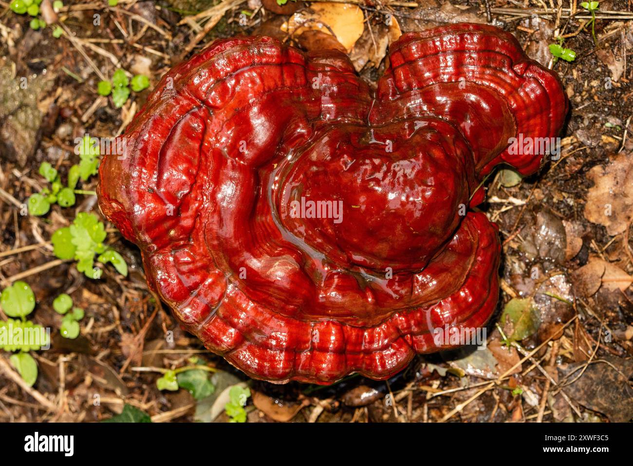 Ganoderma lucidum, commonly known as the reishi, varnished conk, or ...