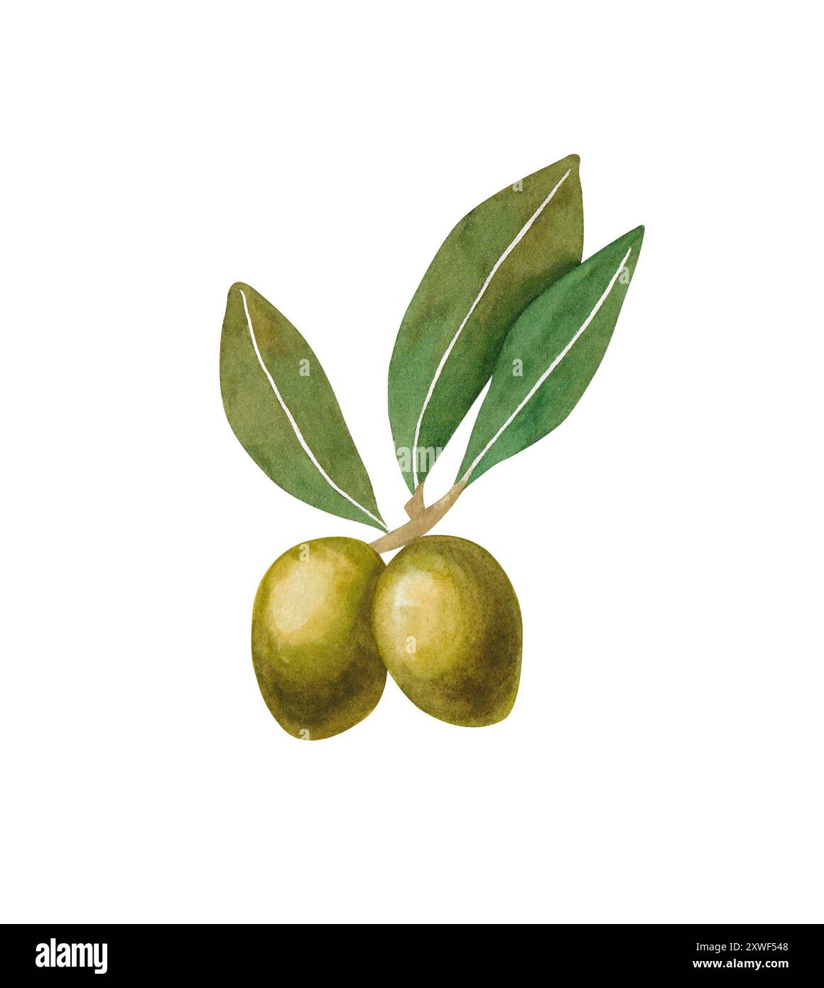 Watercolor branch with black olives isolated on white background. Hand ...