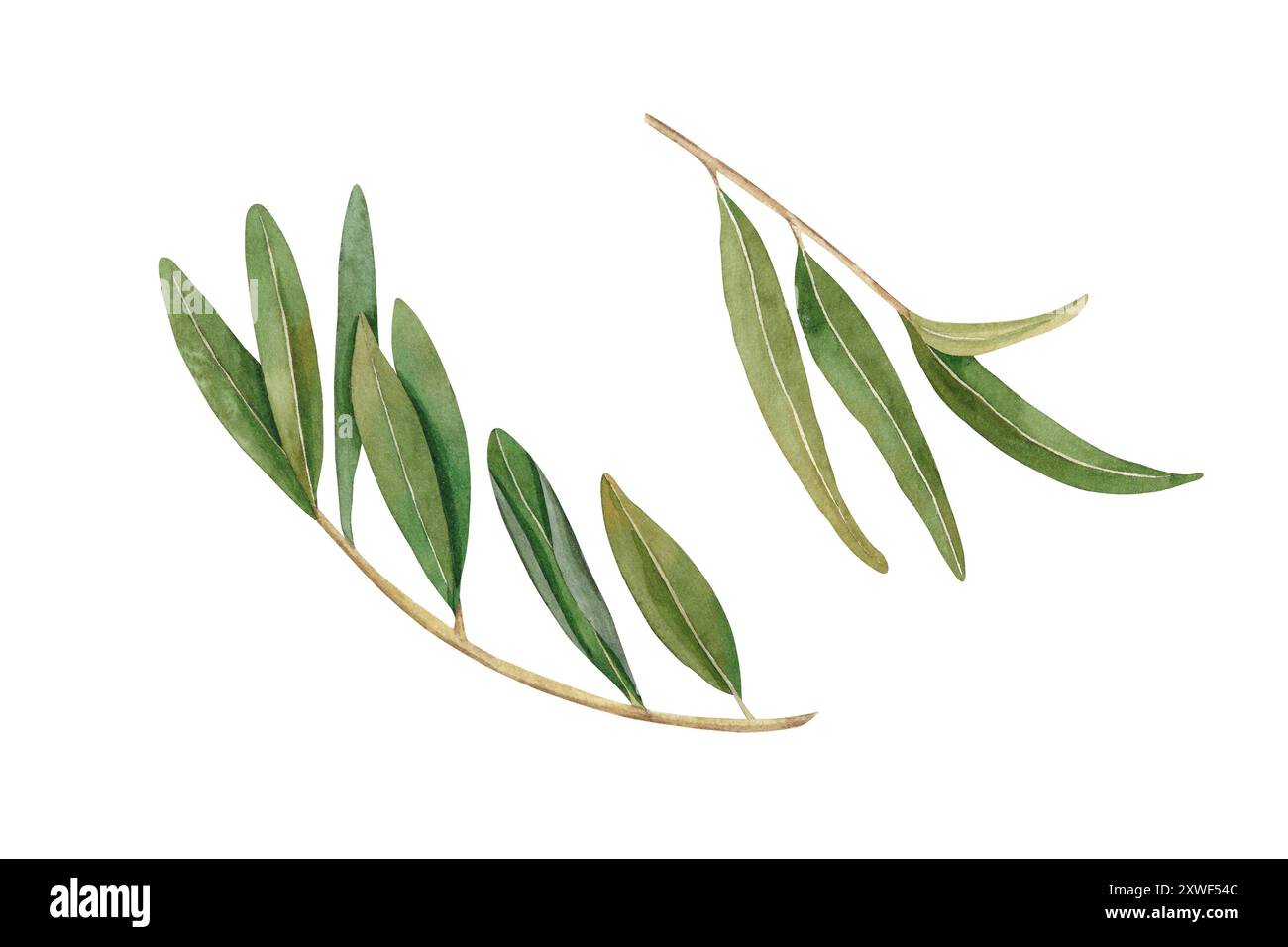 Olive branches with green leaves. Watercolor hand drawn illustration ...