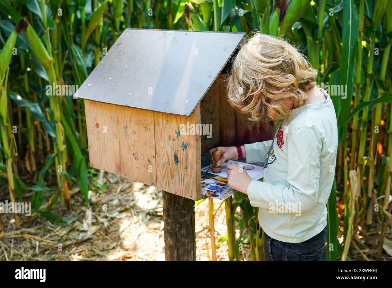 Stempelstation im großen Maislabyrinth beim Bauer Lipp, das dieses Jahr die Form von Asterix und Obelix hat - Weiterstadt 19.08.2024: Maislabyrinth beim Bauer Lipp *** Stamping station in the large maize maze at farmer Lipps, which this year takes the form of Asterix and Obelix Weiterstadt 19 08 2024 Maize maze at farmer Lipps Stock Photo