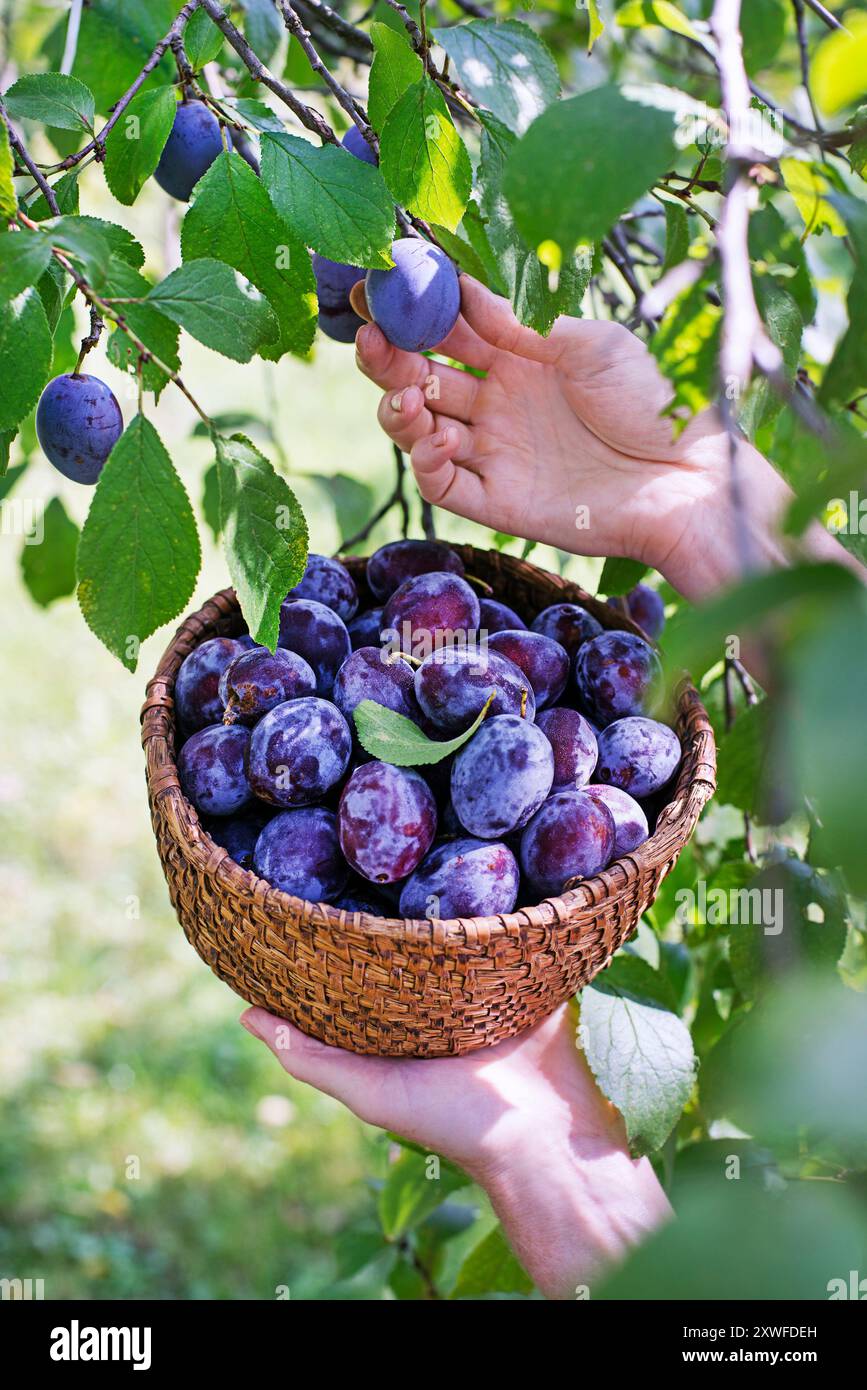 Basket with plums hi-res stock photography and images - Alamy