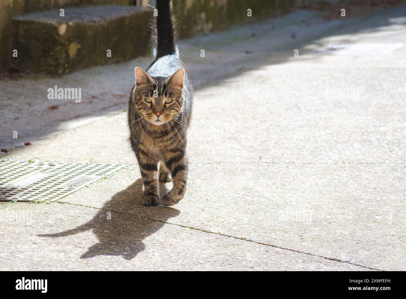 Front view of a tabby cat walking in the street Stock Photo