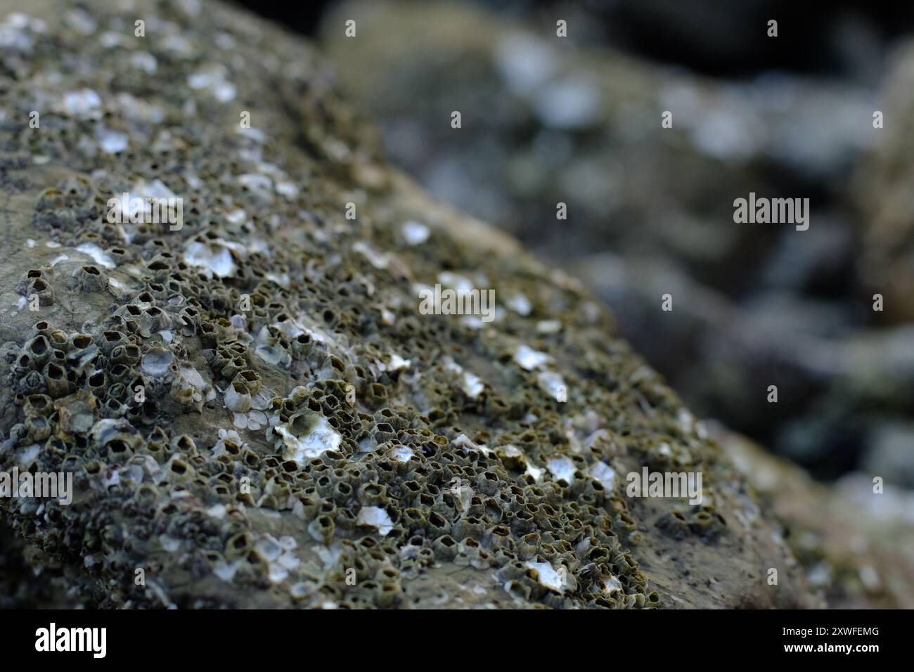 This image captures a detailed close-up of barnacles clinging to a ...