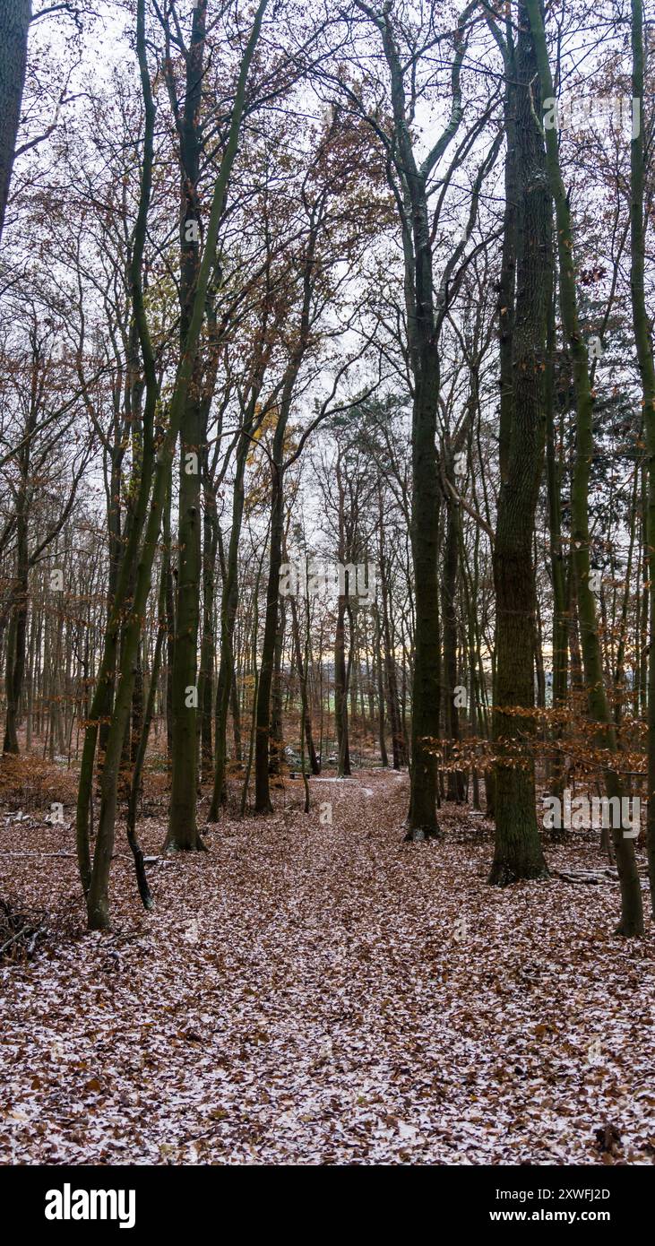 winterly forest with lots of trees in snowy and frosty landscape Stock ...